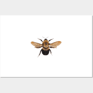 Abeja Posters and Art